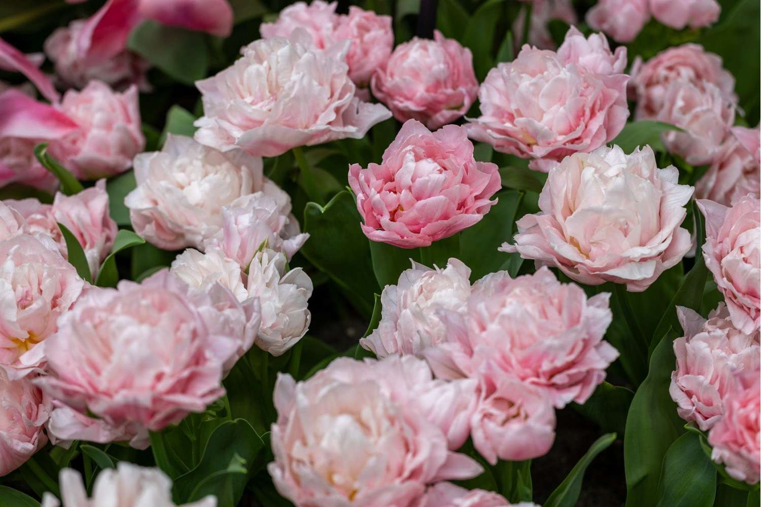Tulppaani 'Dreamer'